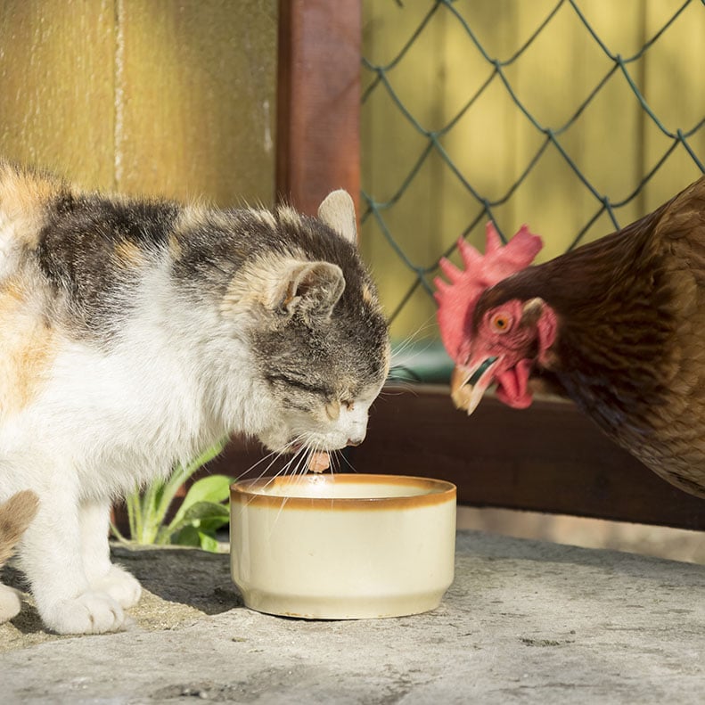 Cat and Chicken eating food from bowl