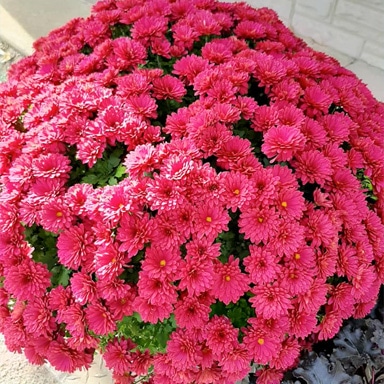 bouquet of pink flower mums